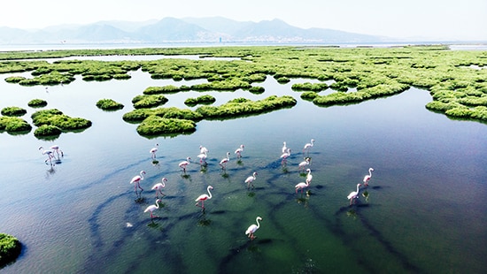Flamingos in a marsh
